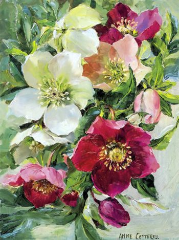 Blank greetings card of midwinter bouquet of pink and white hellebores by Anne Cotterill A-0008